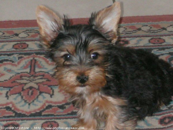 Photo de Yorkshire terrier