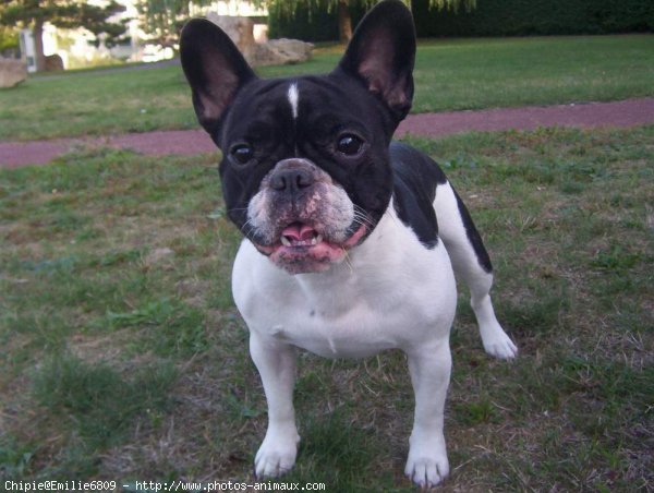 Photo de Bouledogue franais