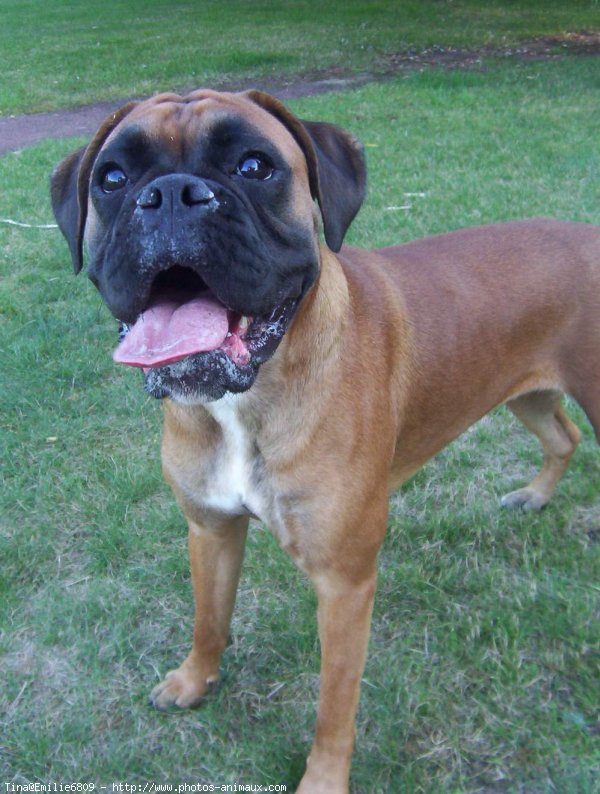 Photo de Boxer