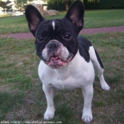 Photo de Bouledogue franais