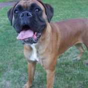 Photo de Boxer