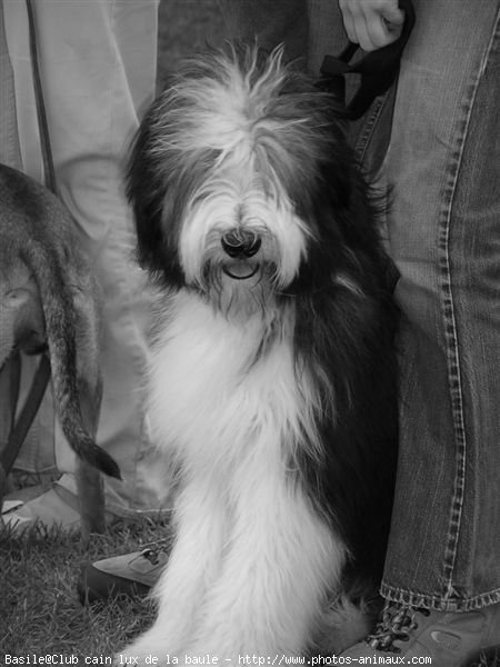 Photo de Bearded collie