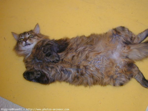 Photo de Maine coon