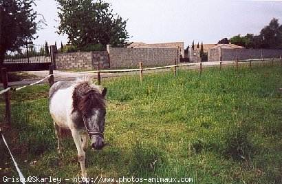 Photo de Shetland