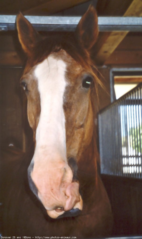 Photo de Races diffrentes