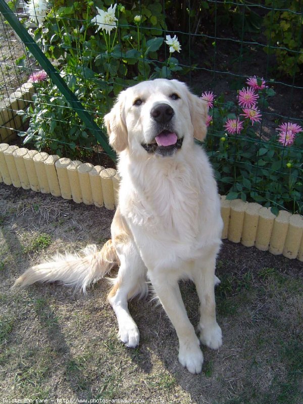 Photo de Golden retriever