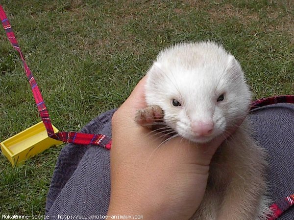 Photo de Furet