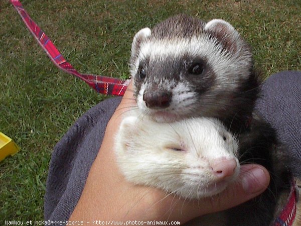 Photo de Furet