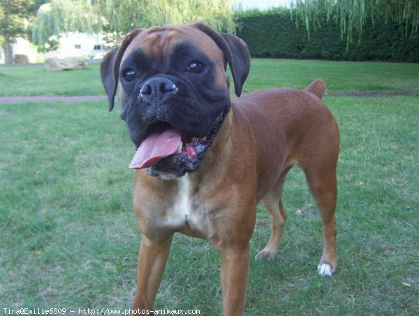 Photo de Boxer