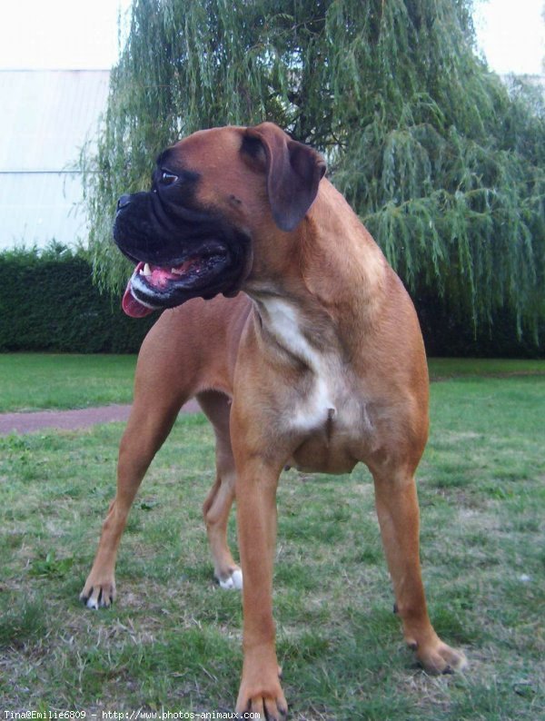 Photo de Boxer