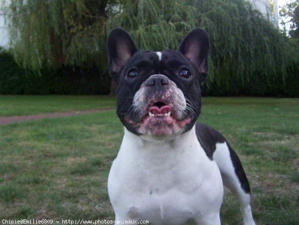 Photo de Bouledogue franais