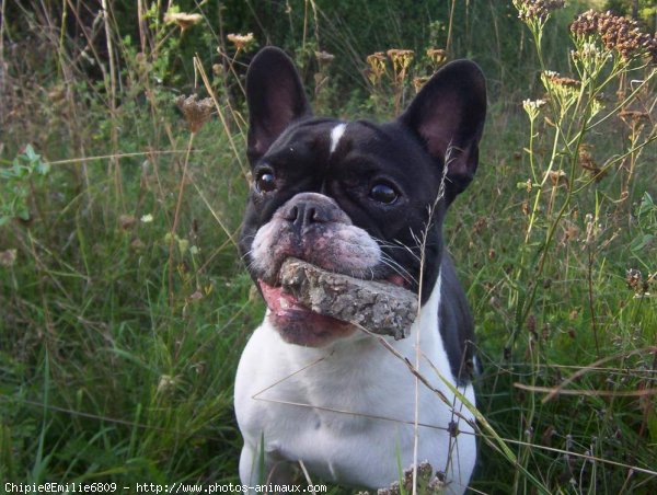 Photo de Bouledogue franais