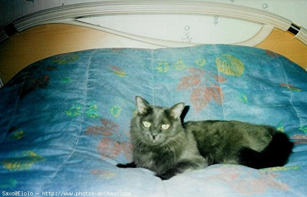 Photo de Chartreux