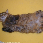 Photo de Maine coon