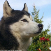 Photo de Husky siberien