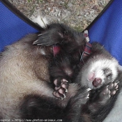 Photo de Furet