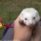 Photo de Furet