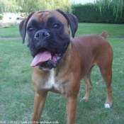 Photo de Boxer