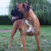 Photo de Boxer