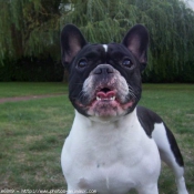 Photo de Bouledogue franais