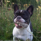 Photo de Bouledogue franais