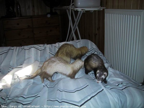 Photo de Furet