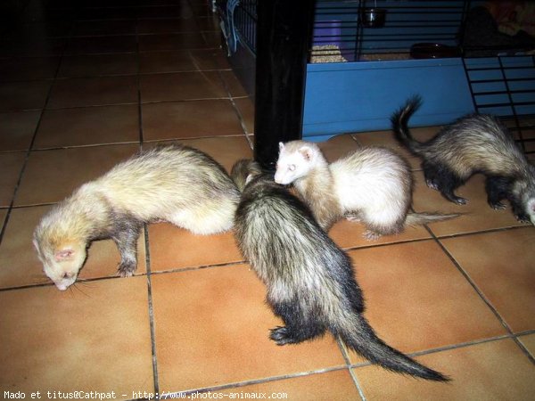 Photo de Furet