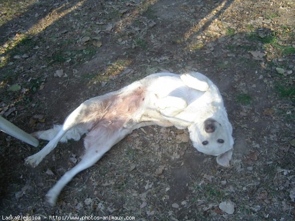 Photo de Labrador retriever