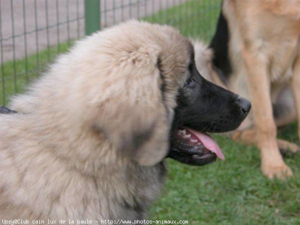 Photo de Races diffrentes