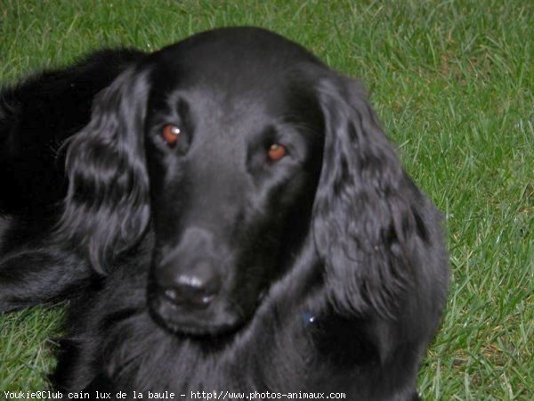 Photo de Retriever  poil plat