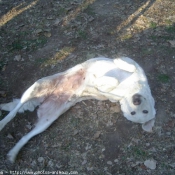 Photo de Labrador retriever