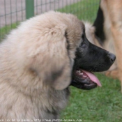 Photo de Races diffrentes