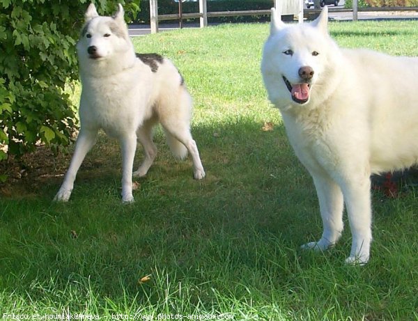 Photo de Husky siberien