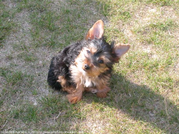 Photo de Yorkshire terrier