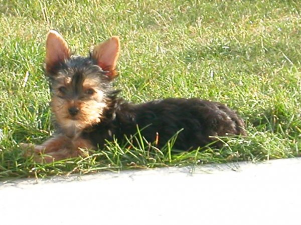 Photo de Yorkshire terrier