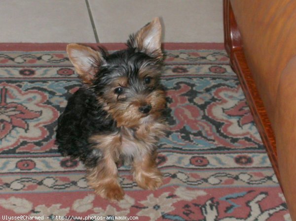 Photo de Yorkshire terrier