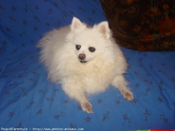 Photo de Spitz moyen