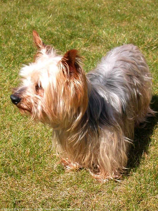 Photo de Yorkshire terrier