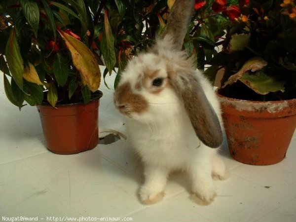 Photo de Lapin