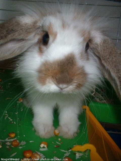 Photo de Lapin