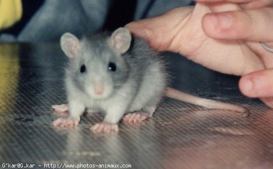 Photo de Rat