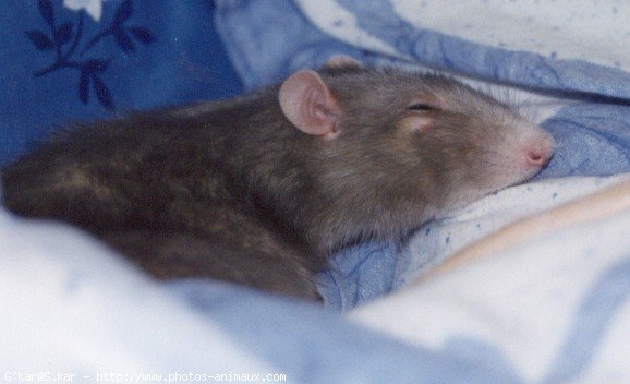 Photo de Rat