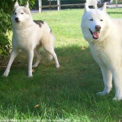 Photo de Husky siberien