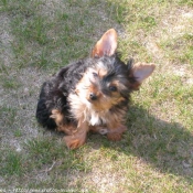 Photo de Yorkshire terrier