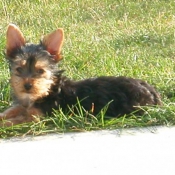 Photo de Yorkshire terrier