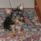 Photo de Yorkshire terrier