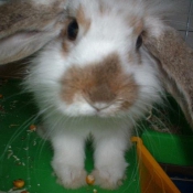 Photo de Lapin