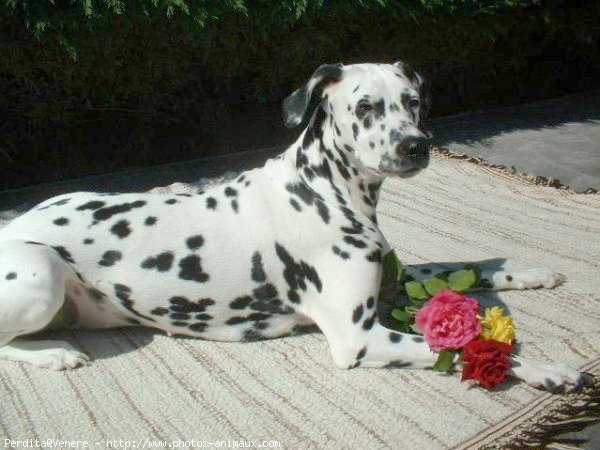 Photo de Dalmatien