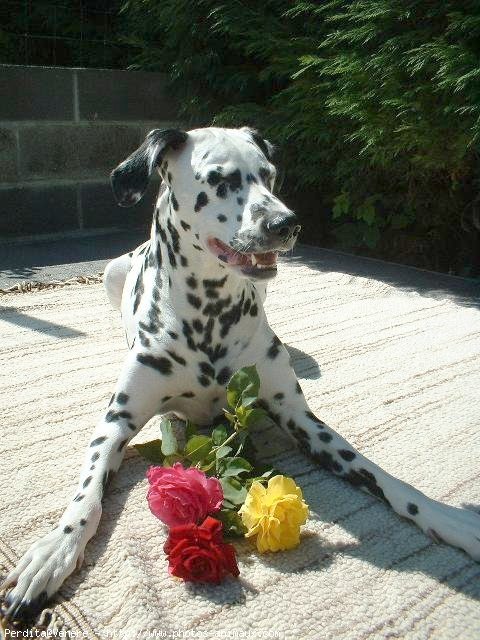 Photo de Dalmatien