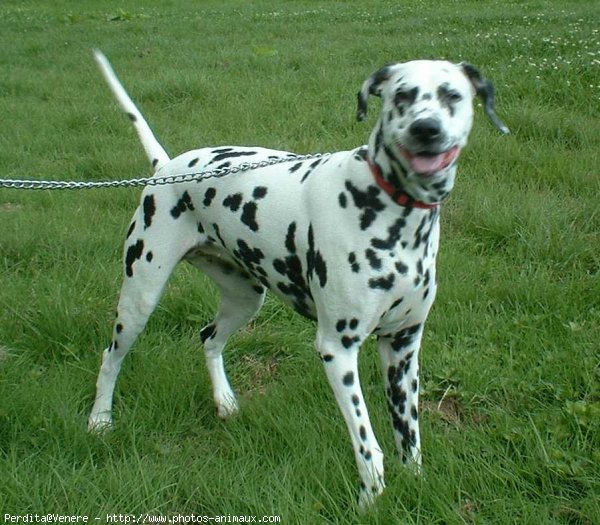 Photo de Dalmatien